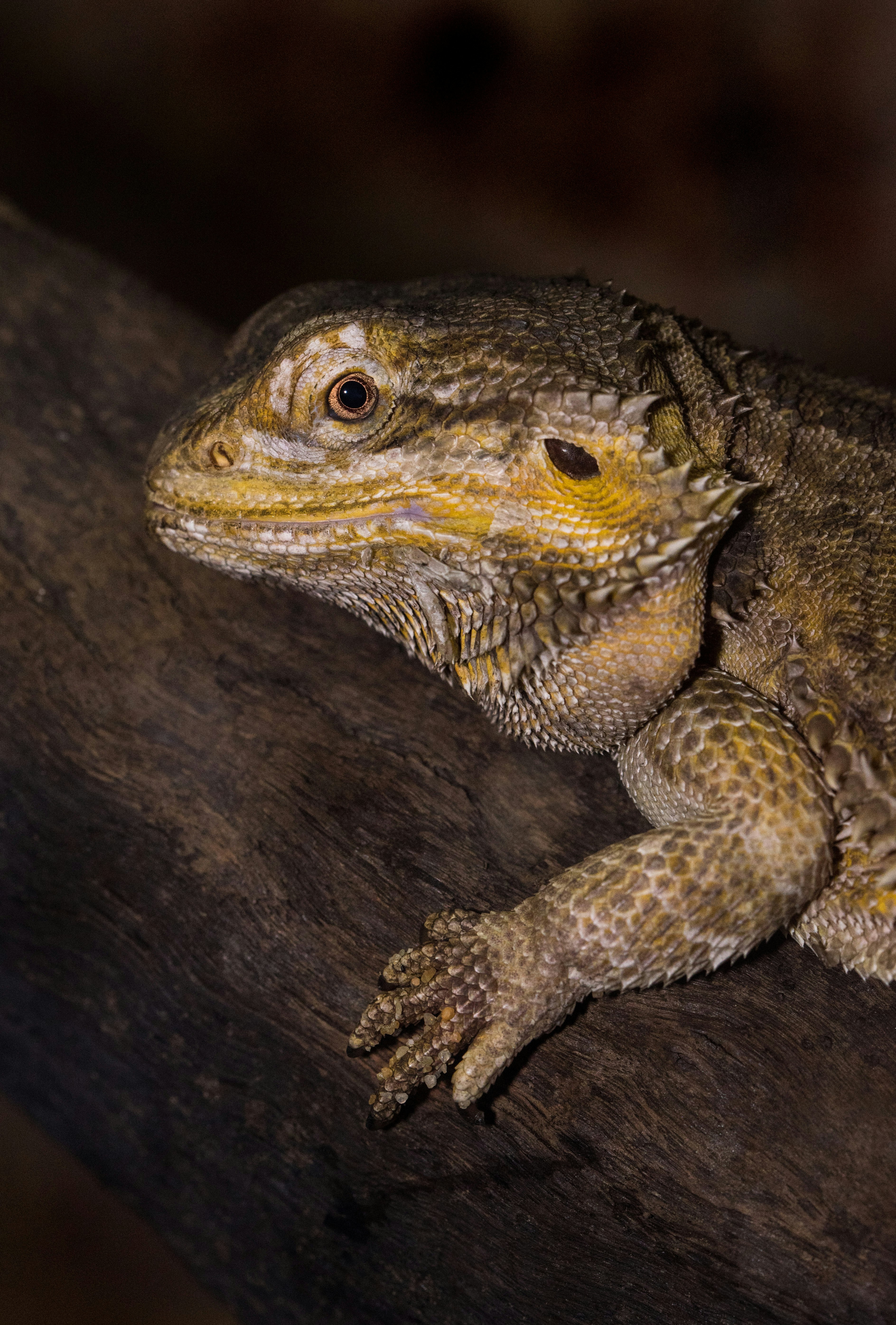 brown iguana on tree branch